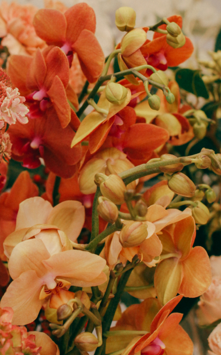 foto de cerca de orquídeas amarillas y naranjas