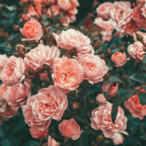 rosal con flores rosas